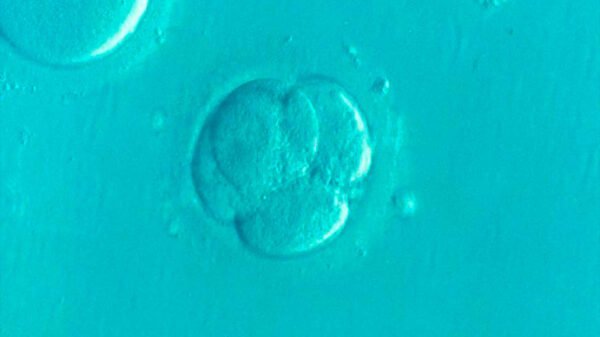 embriones